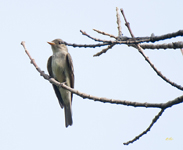Eastern Wood Pewee 9427